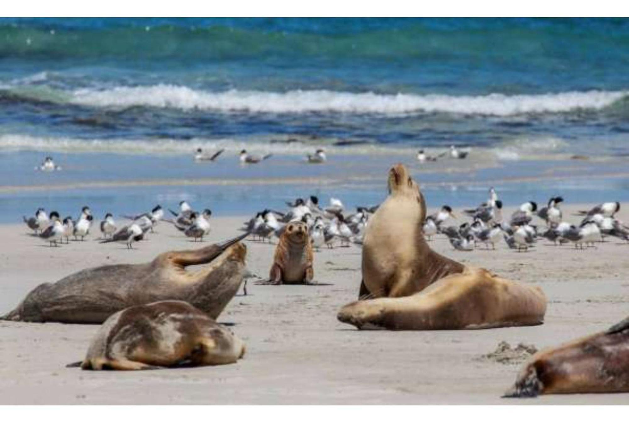 Discovery Parks - Kangaroo Island Flinders Chase Exterior foto