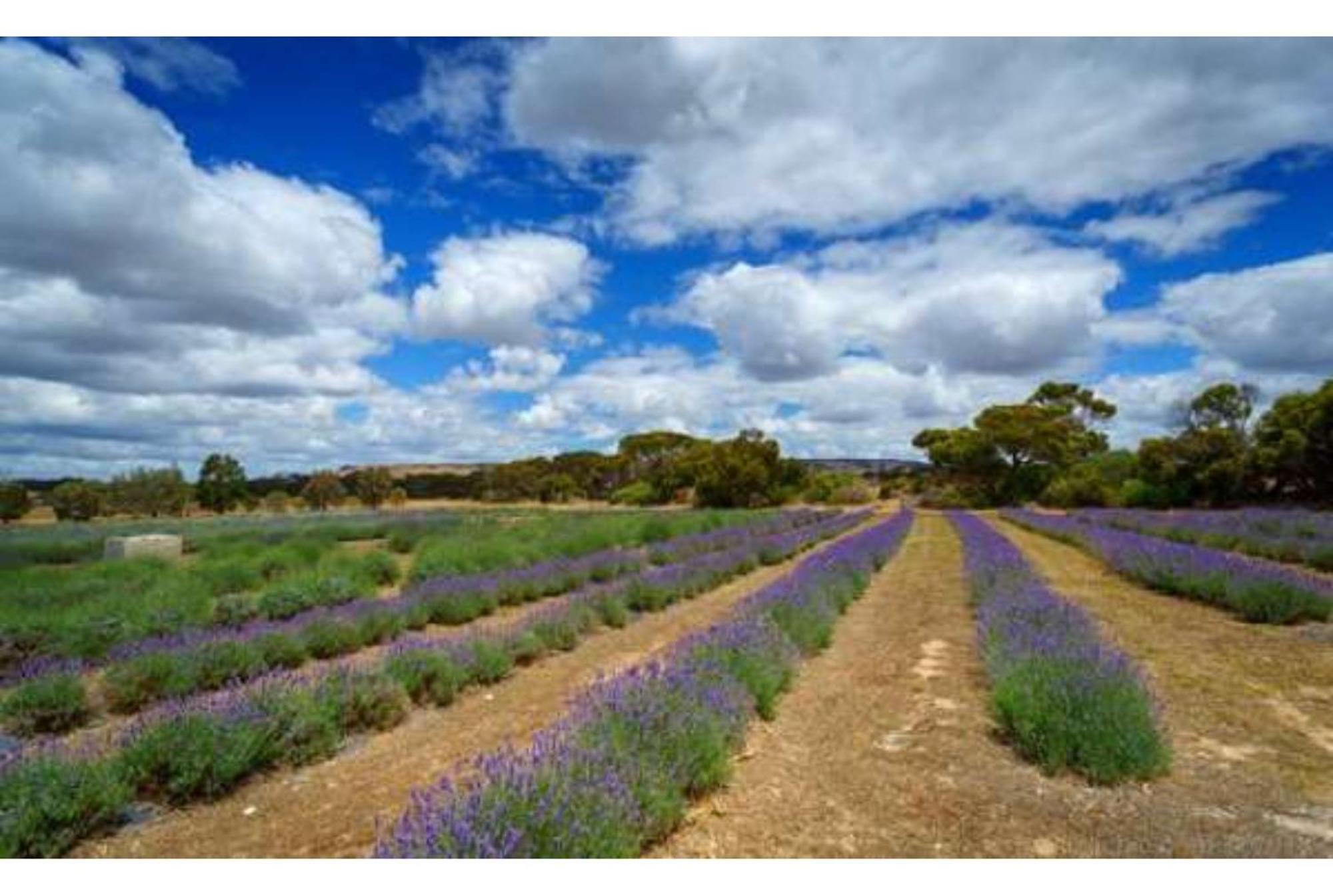Discovery Parks - Kangaroo Island Flinders Chase Exterior foto